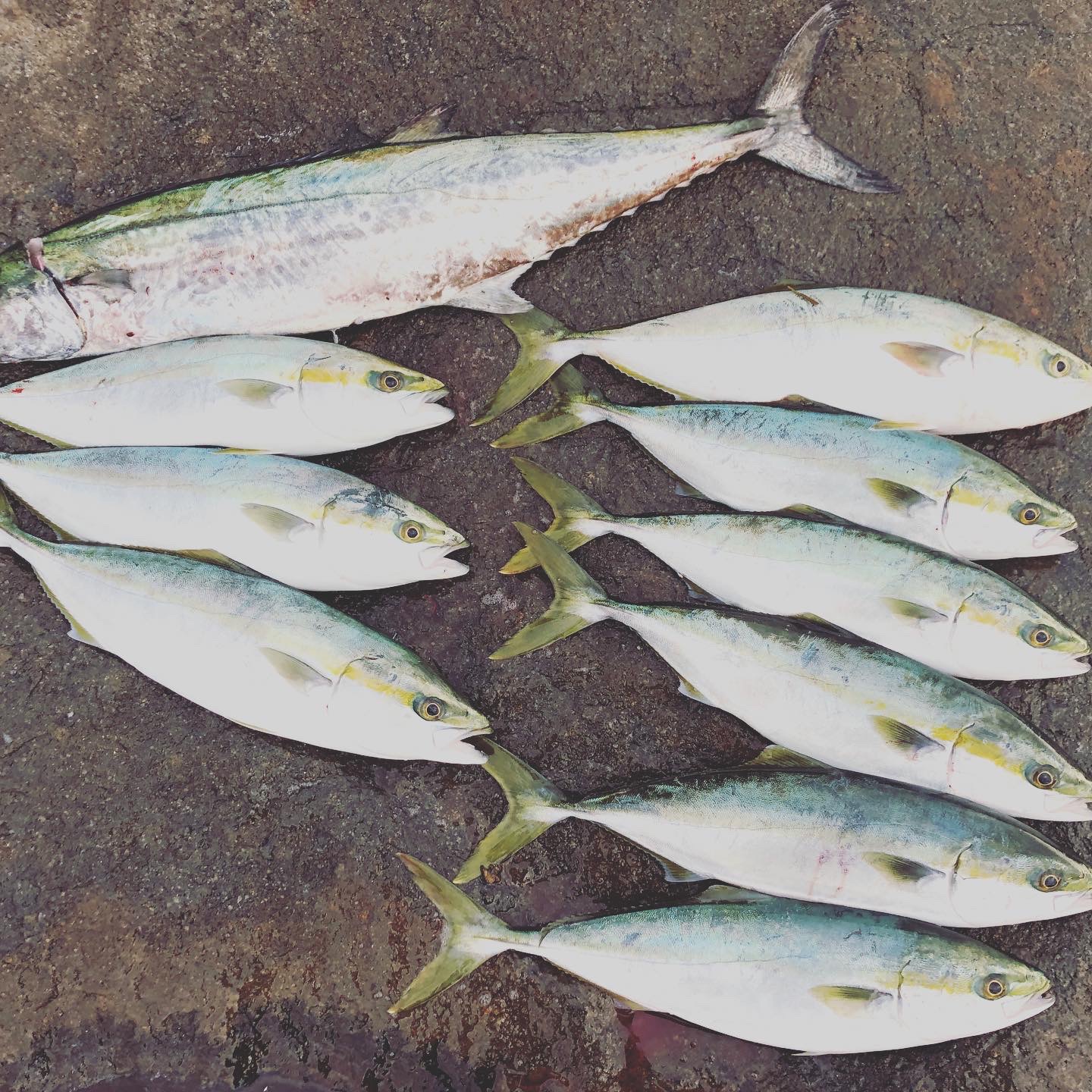 姫路ショアジギングめっちゃ釣れるやん Aくんはサワラも 釣りにてぃ